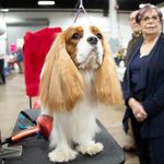 This is a photo of a King Charles Spaniel at the National Dog Show.